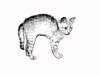 Kitten With Hackles Stamped Image